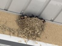 つばめ＿株式会社ビルカン